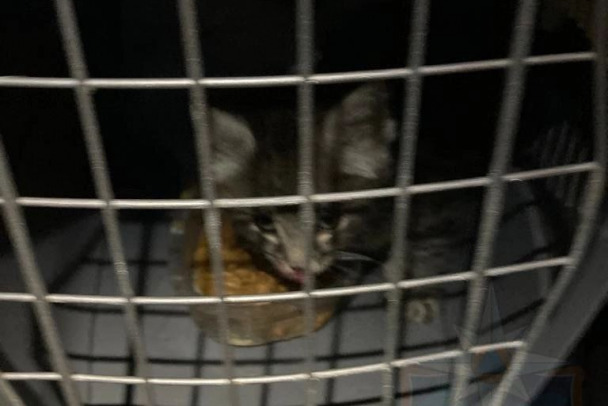 В Новой Ладоге спасатели освободили котенка, который провел на балконе несколько суток